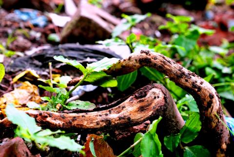 Nature Loving Tree Root